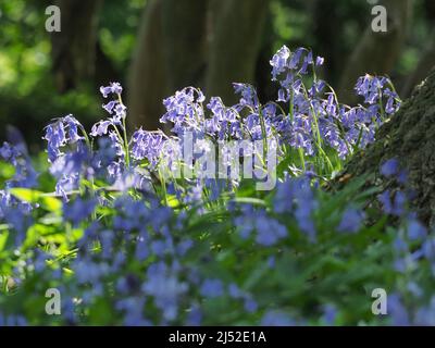 Sittingbourne, Kent, Großbritannien. 19h April 2022. UK Wetter: Bluebells und Sonnenschein heute Nachmittag im Queendown Warren Naturschutzgebiet in der Nähe von Stockbury, Sittingbourne, Kent. Kredit: James Bell/Alamy Live Nachrichten Stockfoto