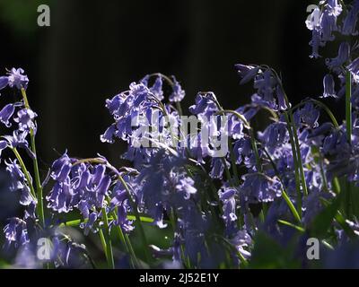 Sittingbourne, Kent, Großbritannien. 19h April 2022. UK Wetter: Bluebells und Sonnenschein heute Nachmittag im Queendown Warren Naturschutzgebiet in der Nähe von Stockbury, Sittingbourne, Kent. Kredit: James Bell/Alamy Live Nachrichten Stockfoto