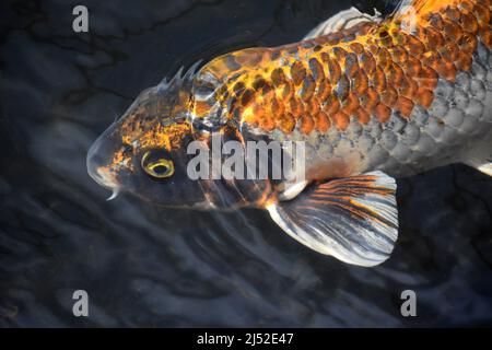 Brillant skalierte schwarze, orange und weiße Koi-Fische schwimmen unter Wasser. Stockfoto