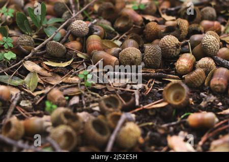Eine Herbstszene mit gefallenen Eicheln, Zweigen und Blättern Stockfoto