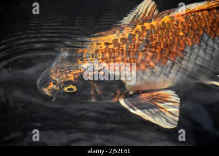 Weiße, orange und schwarze schuppige Koi-Fische schwimmen unter Wasser in einem Teich. Stockfoto