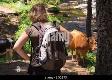 Die blonde, lockige Frau mit umgedrehten Rücken und auf ihren Hüften ruhenden Händen trug einen Rucksack und beobachtete eine braune Kuh, die auf einem Bergvorhang grast Stockfoto