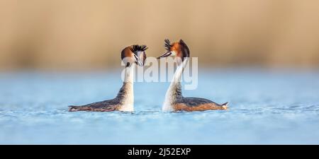 Podiceps cristatus schwebt auf dem Wasser und tanzt vor der Hochzeit, das beste Foto. Stockfoto