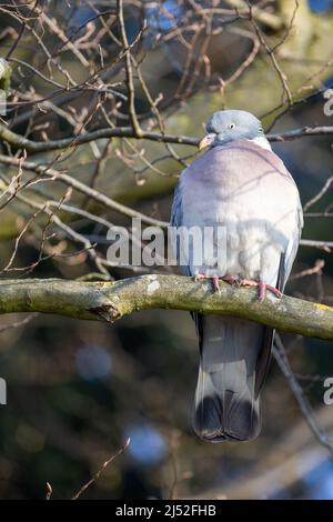 Rottaube oder Taube, Columba oenas, hoch oben auf einem Baumzweig im Wald. Hochwertige Fotos Stockfoto