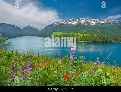 Wildblumen an den Moränen des Wallowa Lake, Oregon Stockfoto