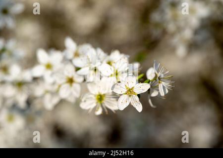 Weißer Schwarzdorn (Prunus spinosa) blüht Stockfoto