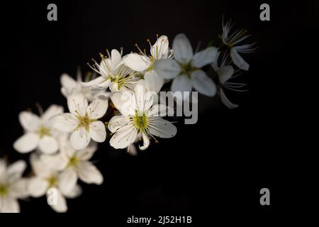 Weißer Schwarzdorn (Prunus spinosa) blüht vor dunklem Hintergrund Stockfoto