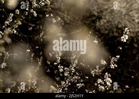 Weißer Schwarzdorn (Prunus spinosa) blüht vor dunklem Hintergrund mit Bokeh anderer Blüten im Vordergrund Stockfoto