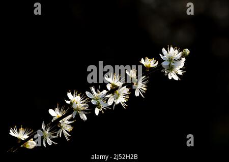 Weißer Schwarzdorn (Prunus spinosa) blüht vor dunklem Hintergrund Stockfoto