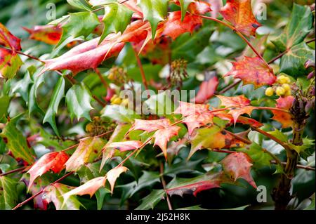 Herbstliche rote, grüne und gelbe Blätter auf dem Mahonia-Baum Stockfoto