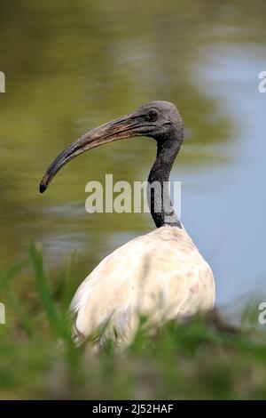 African Sacred Ibis, Kruger National Park, Südafrika Stockfoto