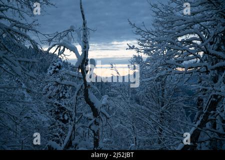 Sonnenuntergang in einem Bergwinterwald. Kaukasus Stockfoto