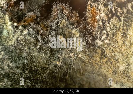 Verderb von Produkten. Fruchtschimmel. Ultramakro Stockfoto