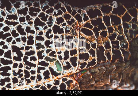 Phytoanatomie (Pflanzendesign). Totes Blatt: Lamina (Extremität). Mesophyll oder Parenchym verrotteten und ein Netz von Blattadern blieb erhalten. - Die Schönheit der toten Matte Stockfoto