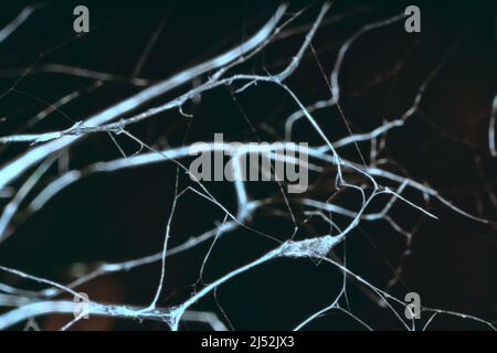 Trocken leblos verdrehte Äste sind mit Spinnweben verschlungen, Makro auf schwarzem Hintergrund. Eindruck von unangenehmem Aussehen: Tod und die seepulchrale Welt Stockfoto