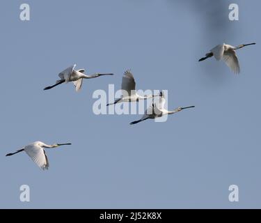 Eurasischer Löffler (Platalea leucorodia) im Flug. Fotografiert in Indien Stockfoto