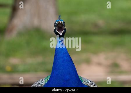 Ein männlicher indischer Blauer Pfau (Pavo cristatus), der mit offenem Mund isoliert auf einem natürlichen grünen Grasgrund mit einem Baum ruft Stockfoto