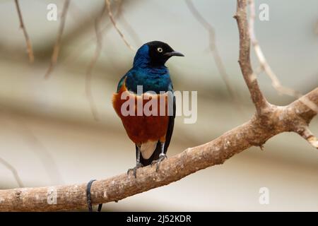 Ein einziger kastanienbauchiger Star (Lamprotornis pulcher), der auf einem Ast mit natürlichem Wüstenhintergrund thront Stockfoto