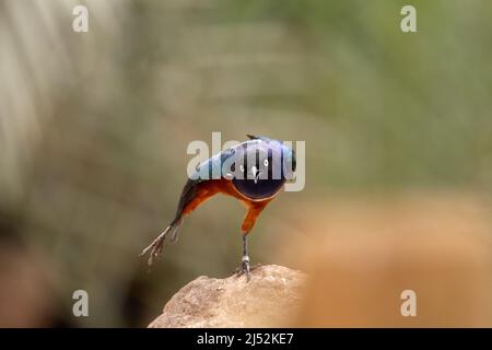 Ein einziger kastanienbauchiger Star (Lamprotornis pulcher), der auf einem Bein auf einem Felsen steht, der auf einem natürlichen Hintergrund isoliert ist Stockfoto