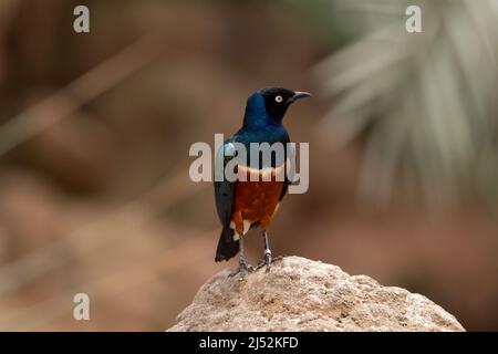 Ein einziger kastanienbauchiger Star (Lamprotornis pulcher), der aufrecht auf einem Felsen steht, der auf einem natürlichen Hintergrund isoliert ist Stockfoto