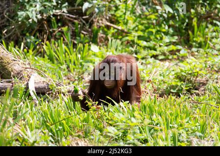 Ein junger Borneer Orang-Utan (Pongo pygmaeus), der auf der Suche nach Nahrung in niedrigem Gras mit natürlichem Wald im Hintergrund ist Stockfoto