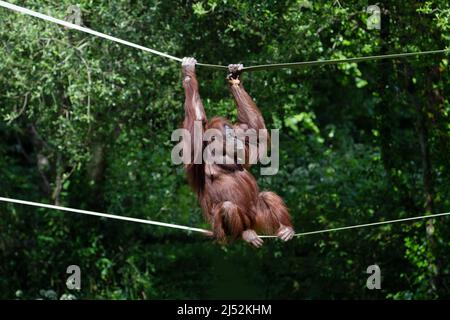 Ein junger Borneer Orang-Utan (Pongo pygmaeus), der zwischen Bäumen auf einer Seilbrücke mit natürlichem grünem Hintergrund ruht Stockfoto