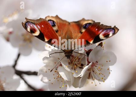 Mehrfarbiger Schildpatt-Schmetterling auf einer Aprikosenblüte. Aglais urticae, Nymphalis urticae. Stockfoto