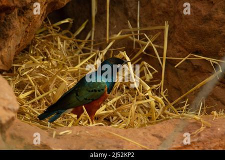 Kastanienbauchstarre (Lamprotornis pulcher) Ein einziger Kastanienbauchstarren sammelt Stroh Nistmaterial auf Der Boden Stockfoto