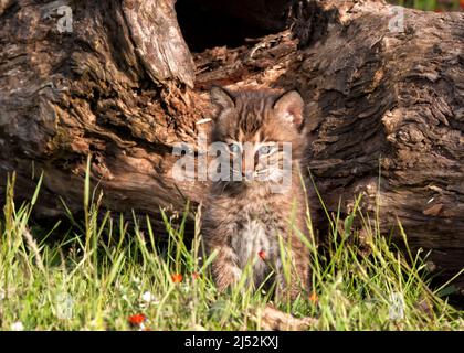 Bobcat Kitten sitzt vor der Höhle Stockfoto