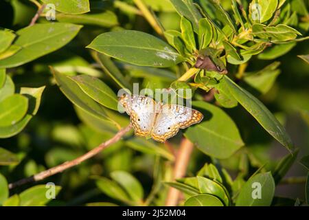 Weißer Pfau (Anartia jatrophae) einfacher weißer Pfauenschmetterling, der auf grünen Blättern mit geöffneten Flügeln ruht Stockfoto