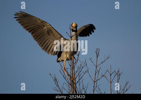 Gelber Nachtreiher (Nyctanassa violacea) gelber Nachtreiher mit Flügeln, die auf einem Baum mit einem klaren blauen Himmel verteilt sind Stockfoto