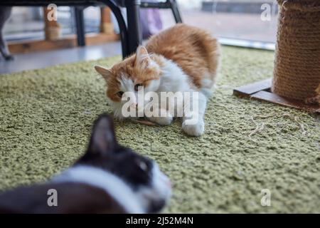 Nahaufnahme entzückende Ingwerkatze mit Stoffkragen, wenn sie mit verschwommenen Tabby-Kätzchen kämpft Stockfoto