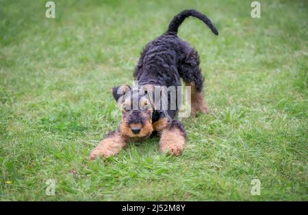 Ein verspielter Airedale Terrier Welpe, 10 Wochen alt, schwarzer Sattel mit braunen Markierungen, in einer Spielbogenposition auf einer grünen Wiese, lasst uns spielen Stockfoto