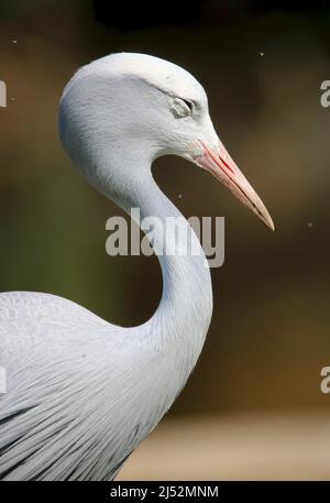 Sleepy Blue Crane (Anthropoides paradises), Südafrika Stockfoto