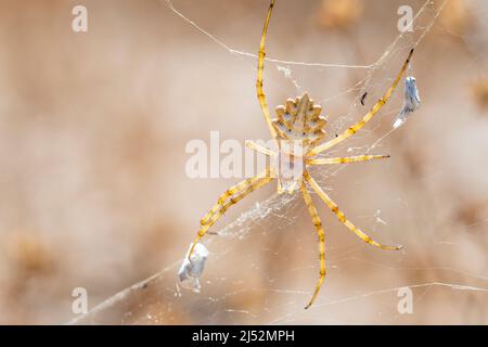 Gechlaufte Argiope oder Schwarzgelappte Gartenspinne (Argiope lobata) ist eine Spinnenart, die der Familie Araneidae, weiblich, angehört. Stockfoto