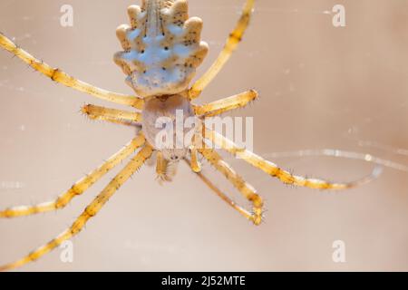 Gechlaufte Argiope oder Schwarzgelappte Gartenspinne (Argiope lobata) ist eine Spinnenart, die der Familie Araneidae, weiblich, angehört. Stockfoto