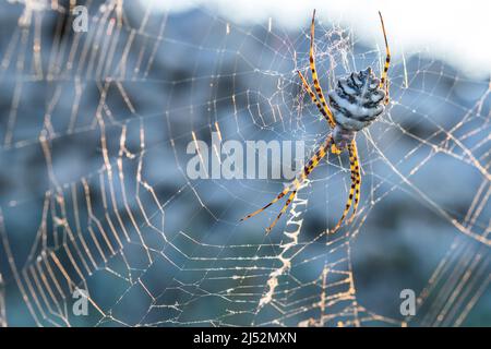 Gechlaufte Argiope oder Schwarzgelappte Gartenspinne (Argiope lobata) ist eine Spinnenart, die der Familie Araneidae, weiblich, angehört. Stockfoto