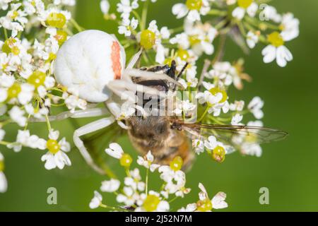 Misumena vatia ist eine Art von Krabbenspinne, es wird die Goldrute Krabbenspinne oder Blume (Krabbe) Spinne genannt, Weibchen essen eine Beute. Stockfoto