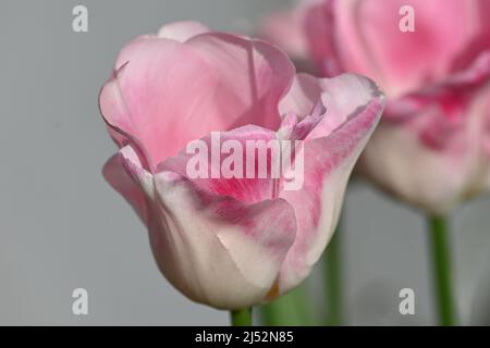Eine schöne rosa Diamant-Variante einer Tulpe, Tulipa, mehrjährige krautige bulbiferous Geophyten, helle Schattierungen von Rosa Stockfoto