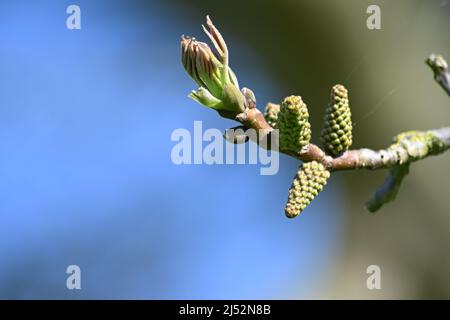 Englischer Walnussbaum, Juglans Regia, blühend mit dem männlichen, weiblichen Katzenjunge an einem sonnigen Frühlingsnachmittag Stockfoto