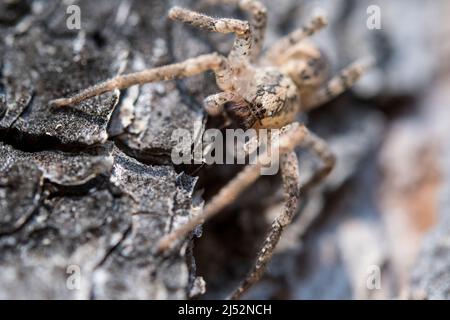 Mediterranean Spiny False Wolf Spider, Zoropsis spinimana, ist eine Spinnenart, die zur Familie Zoropsidae gehört. Stockfoto