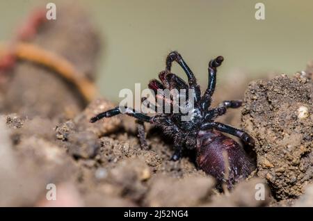 Atypus piceus ist eine mygalomorphe Spinne der Familie Atypidae, in Verteidigungsposition. Stockfoto