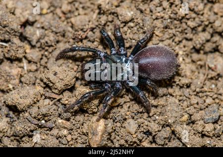 Atypus piceus ist eine mygalomorphe Spinne aus der Familie Atypidae. Stockfoto