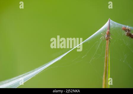 Atypus piceus ist eine mygalomorphe Spinne der Familie Atypidae, die von jungen Menschen wimmelt. Stockfoto