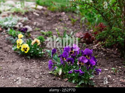 Verschiedene Arten von Viola und anderen Pflanzen in einem Blumenbeet im Garten. Stockfoto