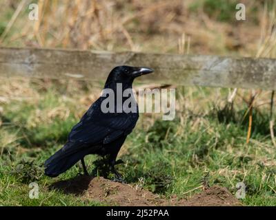 Eine Carrion Crow, Corvus Corone, die in Großbritannien nur als Krähe bekannt ist, thront auf dem Boden. Stockfoto