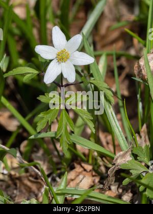 Eine einzige Pflanze von Anemonoides nemorosa, Holzanemone. Andere gebräuchliche Namen sind Windblume, europäischer Thibleweed und Geruchfuchs. Stockfoto