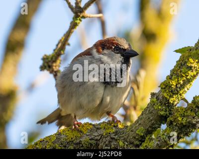 Ein männlicher Haussparrow, Passer domesticus, oft nur als Sperling bekannt, thronte an einem Ast. Stockfoto