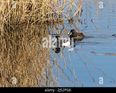 Ein Paar getuftete Enten oder getuftete Pochard, Aythya fuligula, paddeln auf einem See. Stockfoto