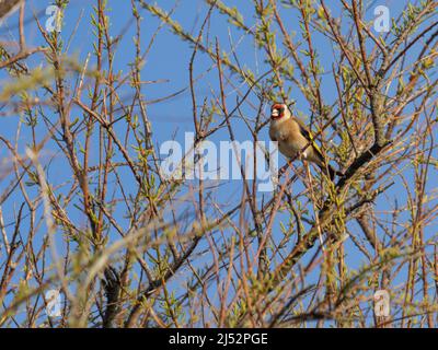 Ein europäischer Goldfink oder einfach nur als Goldfink, arduelis carduelis, bekannt, der in einem Baum steht. Stockfoto